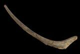 Hadrosaur (Edmontosaurus) Rib Bone - South Dakota #132032-1